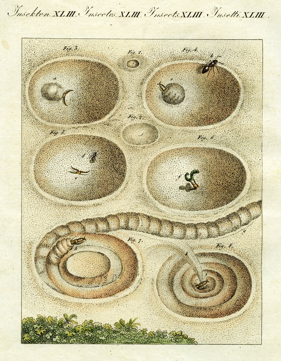 Ilustração de um formiga leão pegando sua presa, 1790 (gravura colorida à mão) de Jacob Xavier Schmuzer