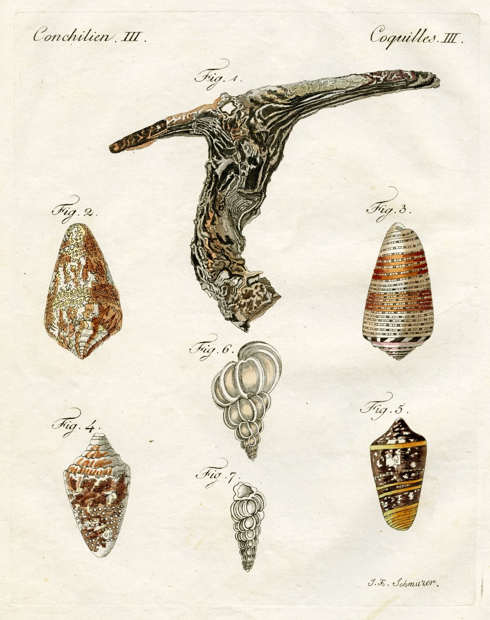 Ilustração, de, seashells, 1790, (hand, colorido, engraving) de Jacob Xavier Schmuzer