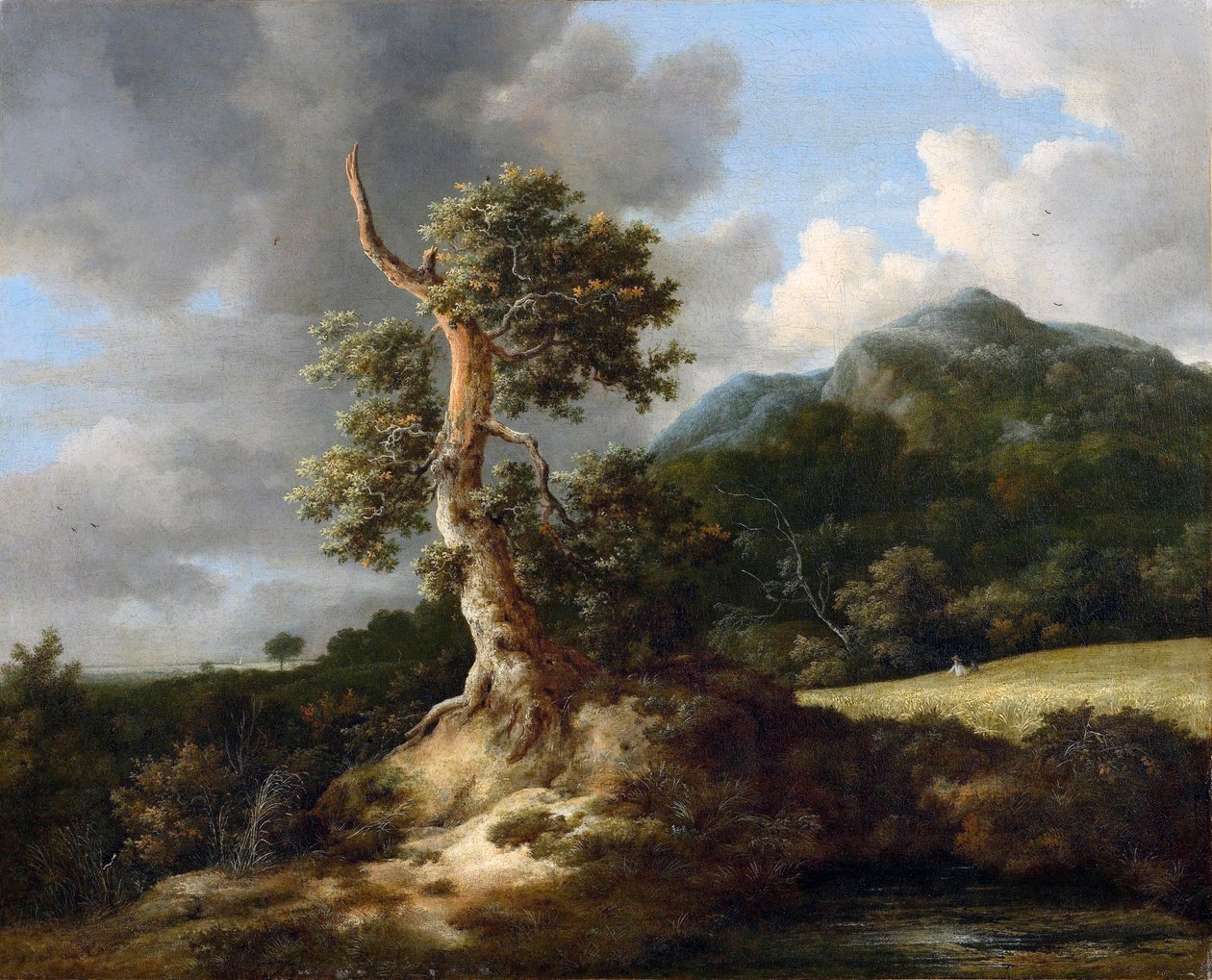 Paisagem montanhosa com carvalho nodoso na frente de um milharal de Jacob van Ruisdael
