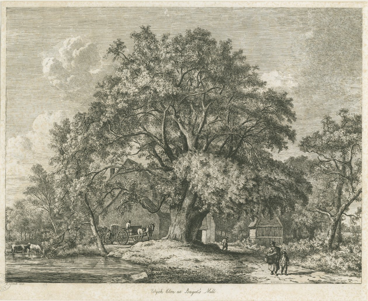 Blithfield - Wych Elm: gravura, 1825 de Jacob George Strutt