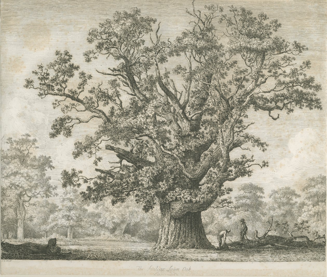 Needwood - Swilcar Oak: gravura, nd [c 1820-1850] de Jacob George Strutt