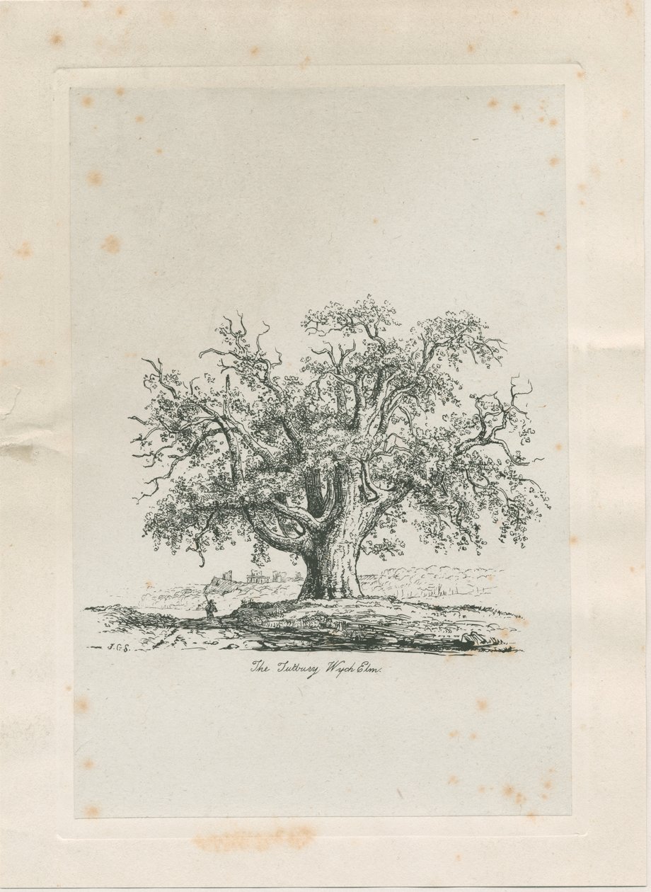 Tutbury - "Wych Elm": gravura, nd [c 1820] de Jacob George Strutt