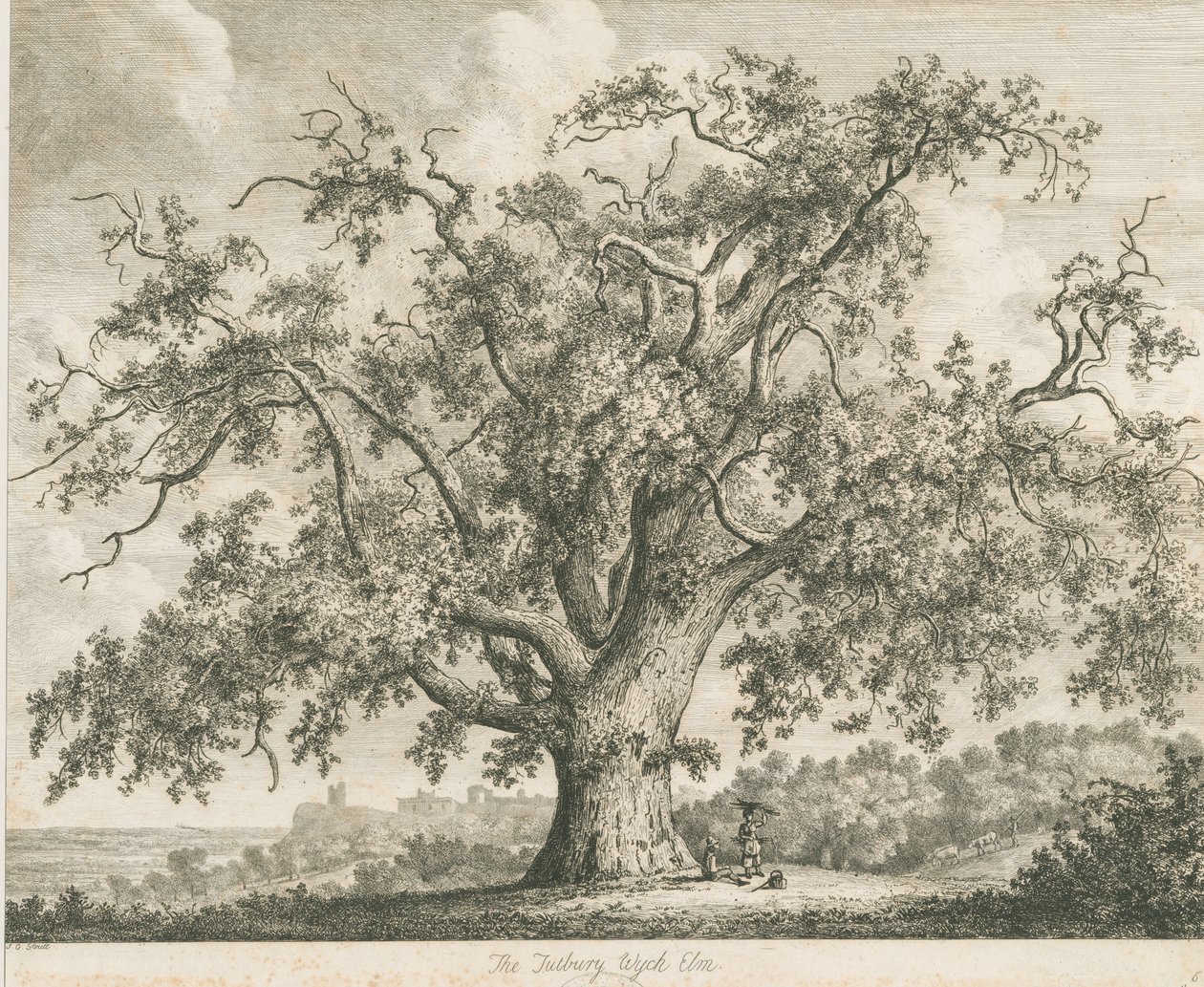 Tutbury - "Wych Elm": gravura, nd [c 1820] de Jacob George Strutt