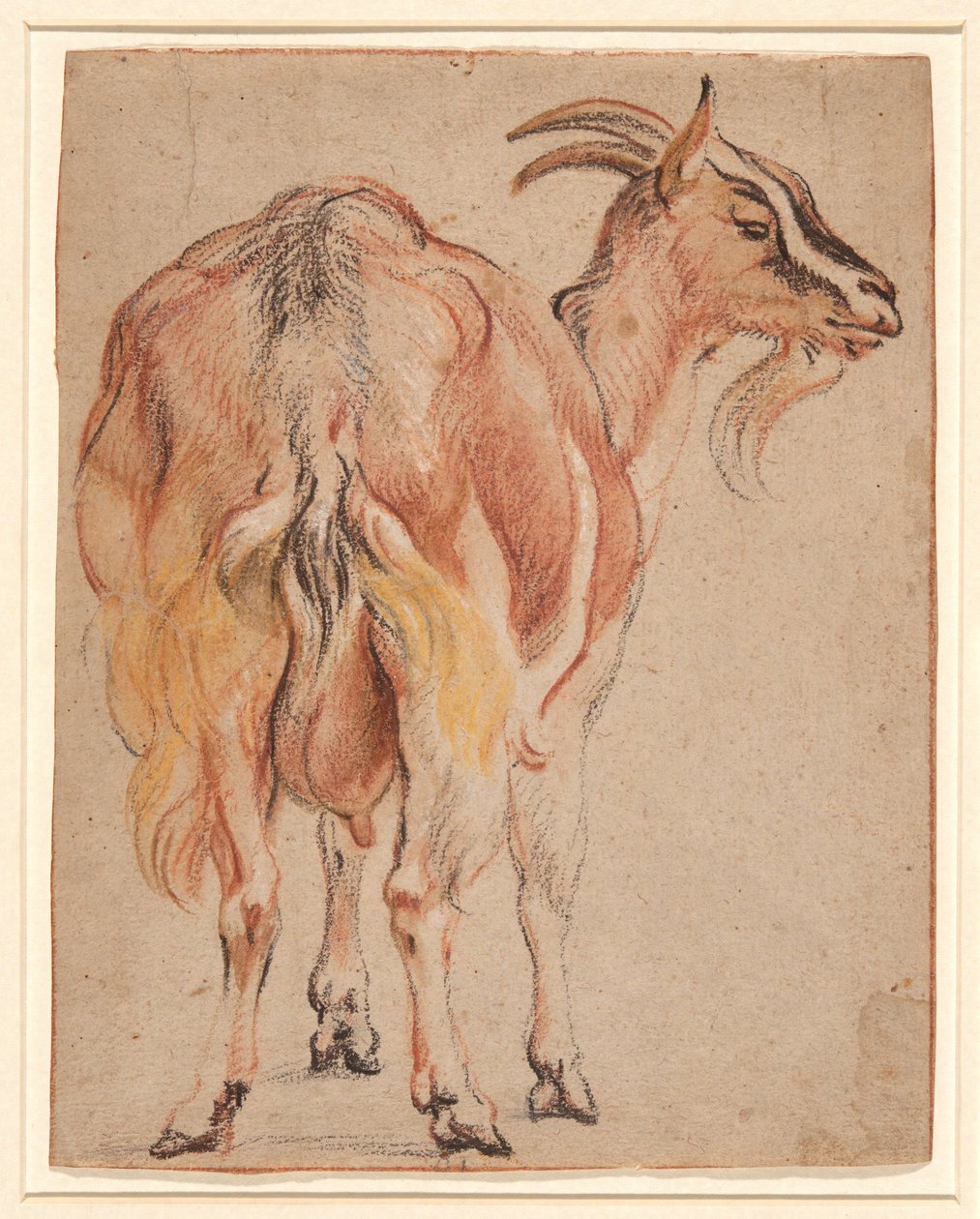 Cabra, c.1657 (giz e lavado com branco) de Jacob Jordaens