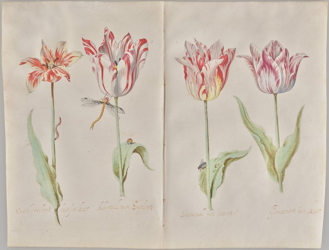 Quatro tulipas de Jacob Marrel