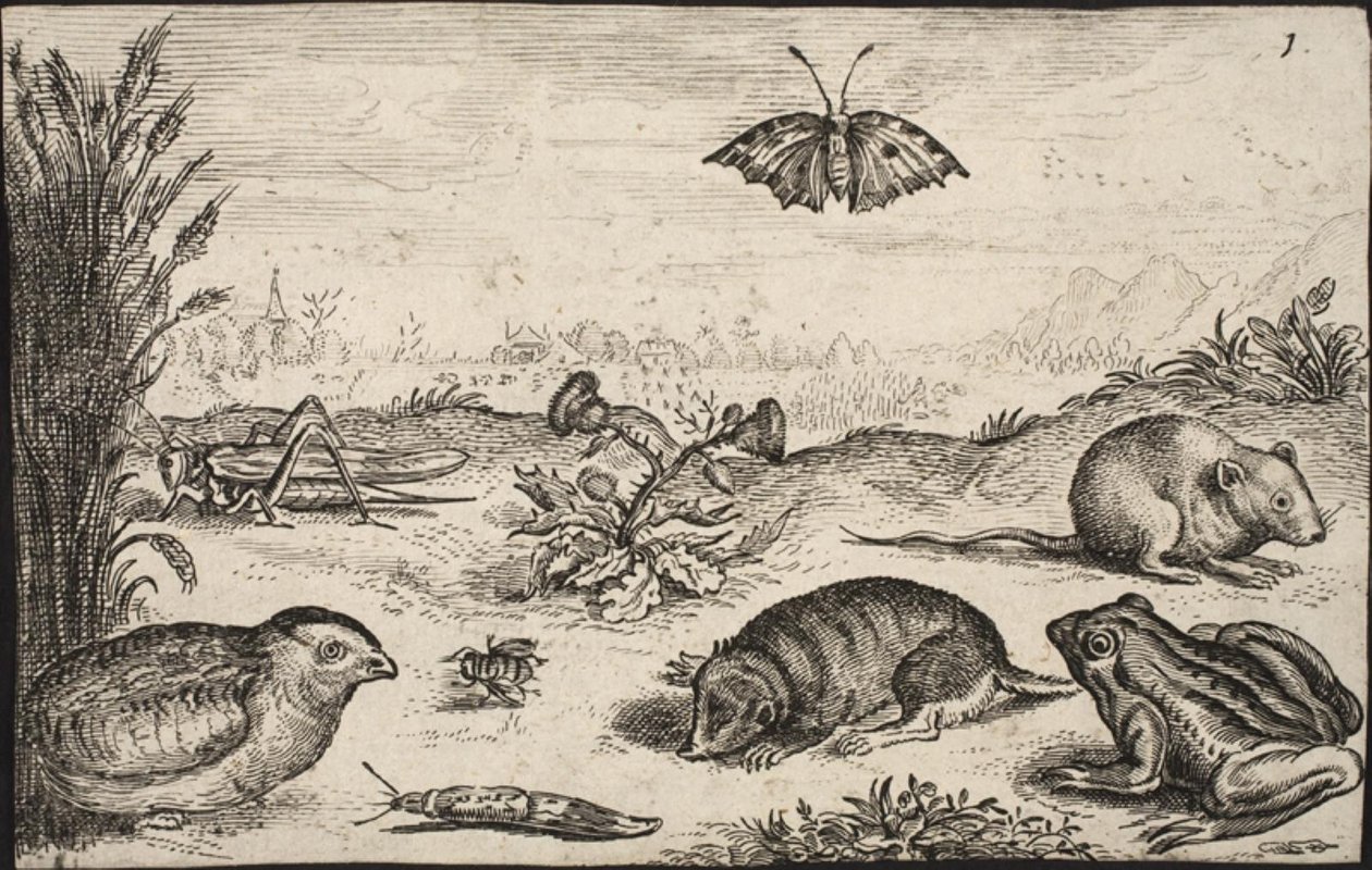 Pequenos animais e insetos: Gafanhoto, borboleta, ratazana, perdiz, abelha, caracol, toupeira e sapo. de Jacob Matham