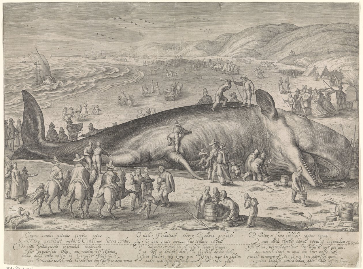 Baleia encalhada perto de Berckhey, 1598 de Jacob Matham
