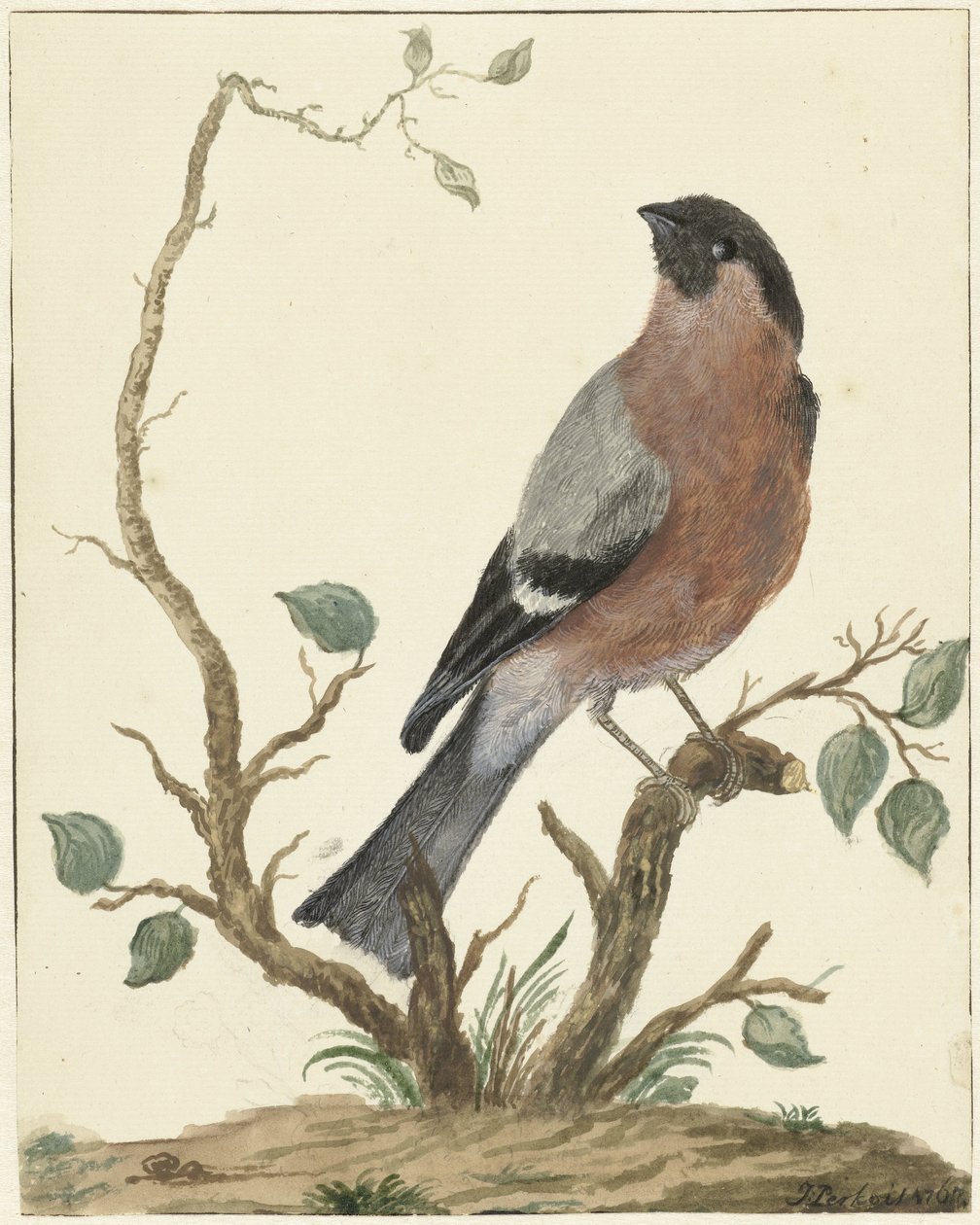 Goldfinch de Jacob Perkois