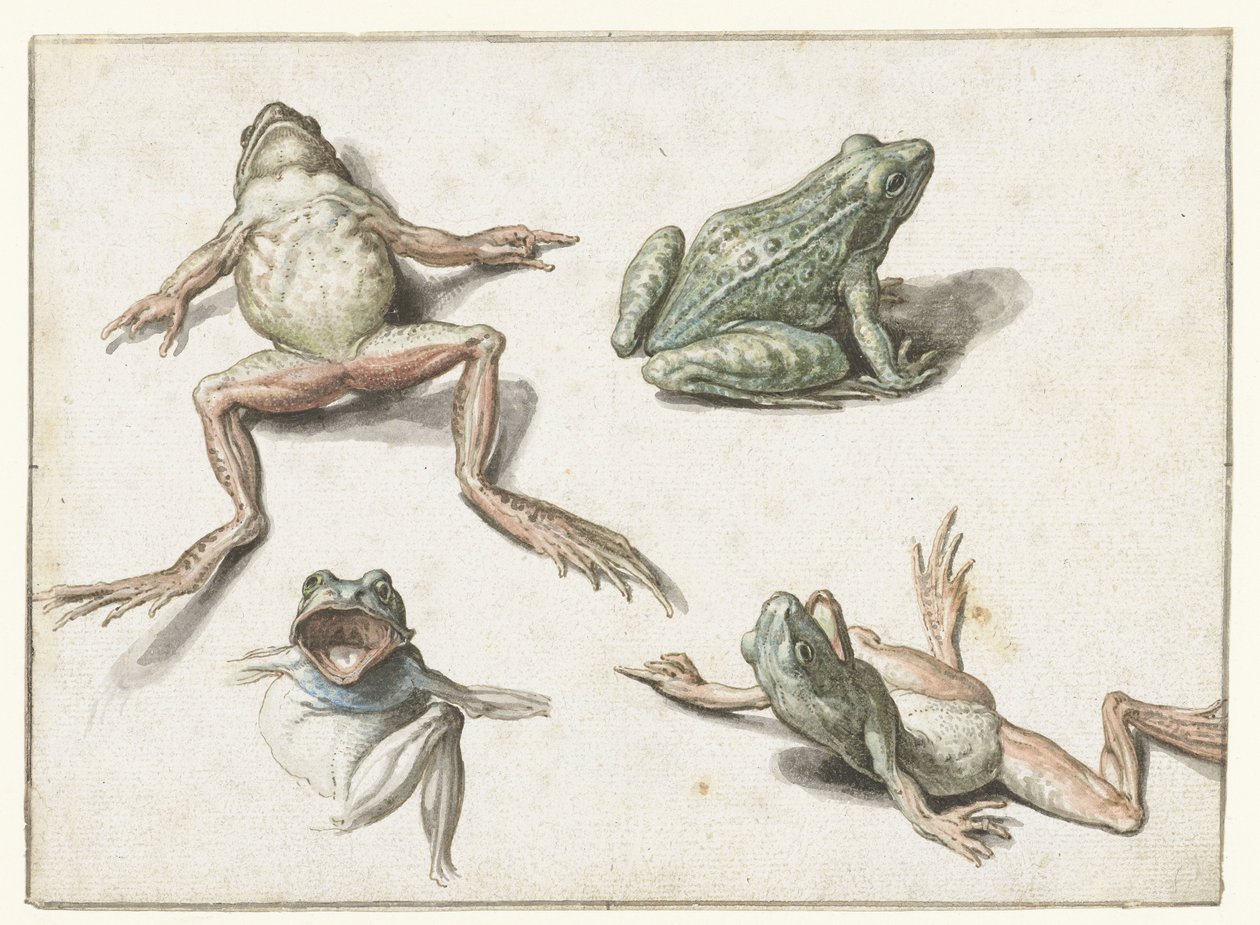 Quatro estudos de um sapo de Jacob de Gheyn (II)