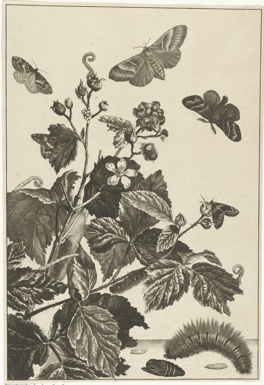 Rosa selvagem com lagartas e borboletas de Jacob l