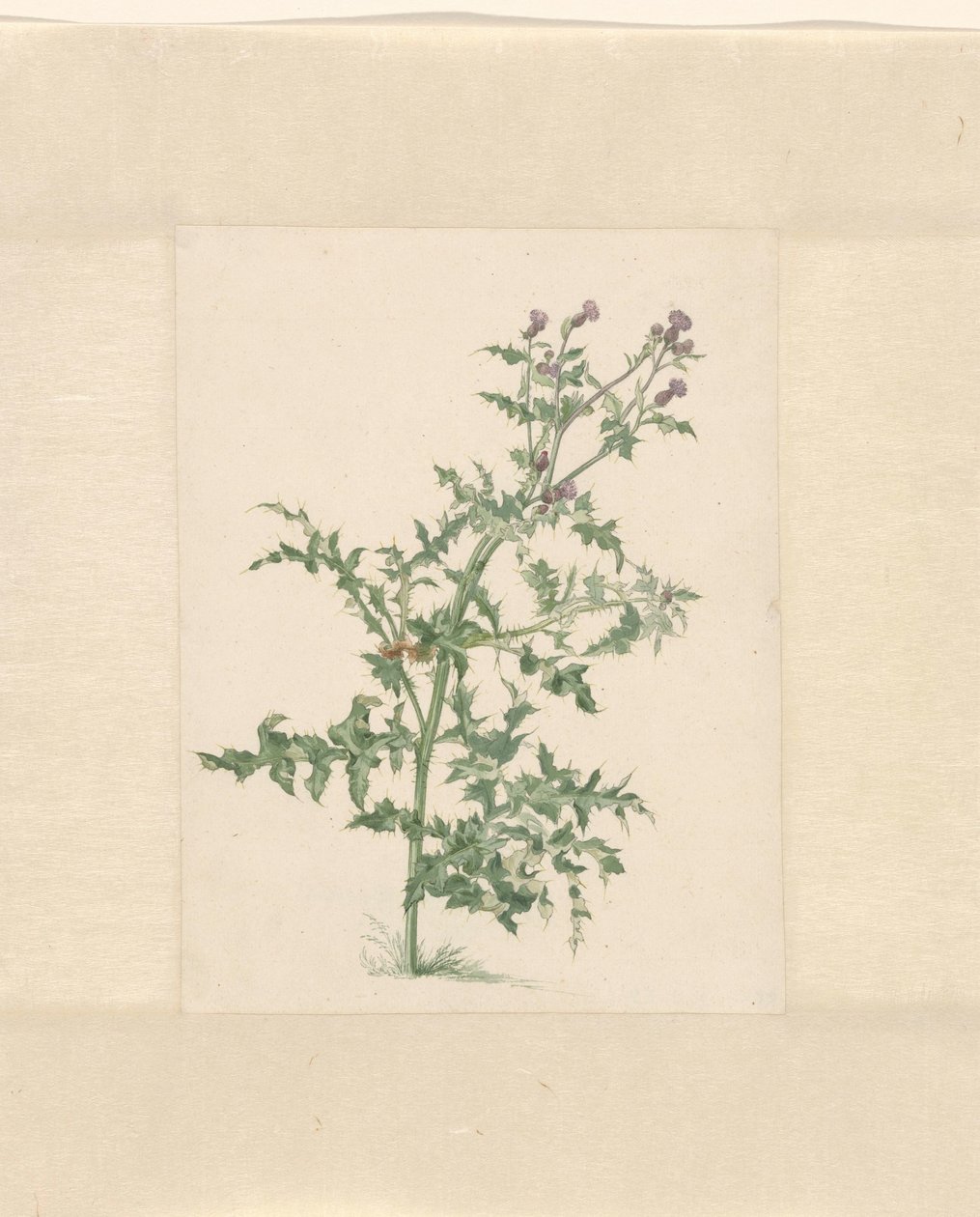 Planta com flores de Jacob van Eynden (II)