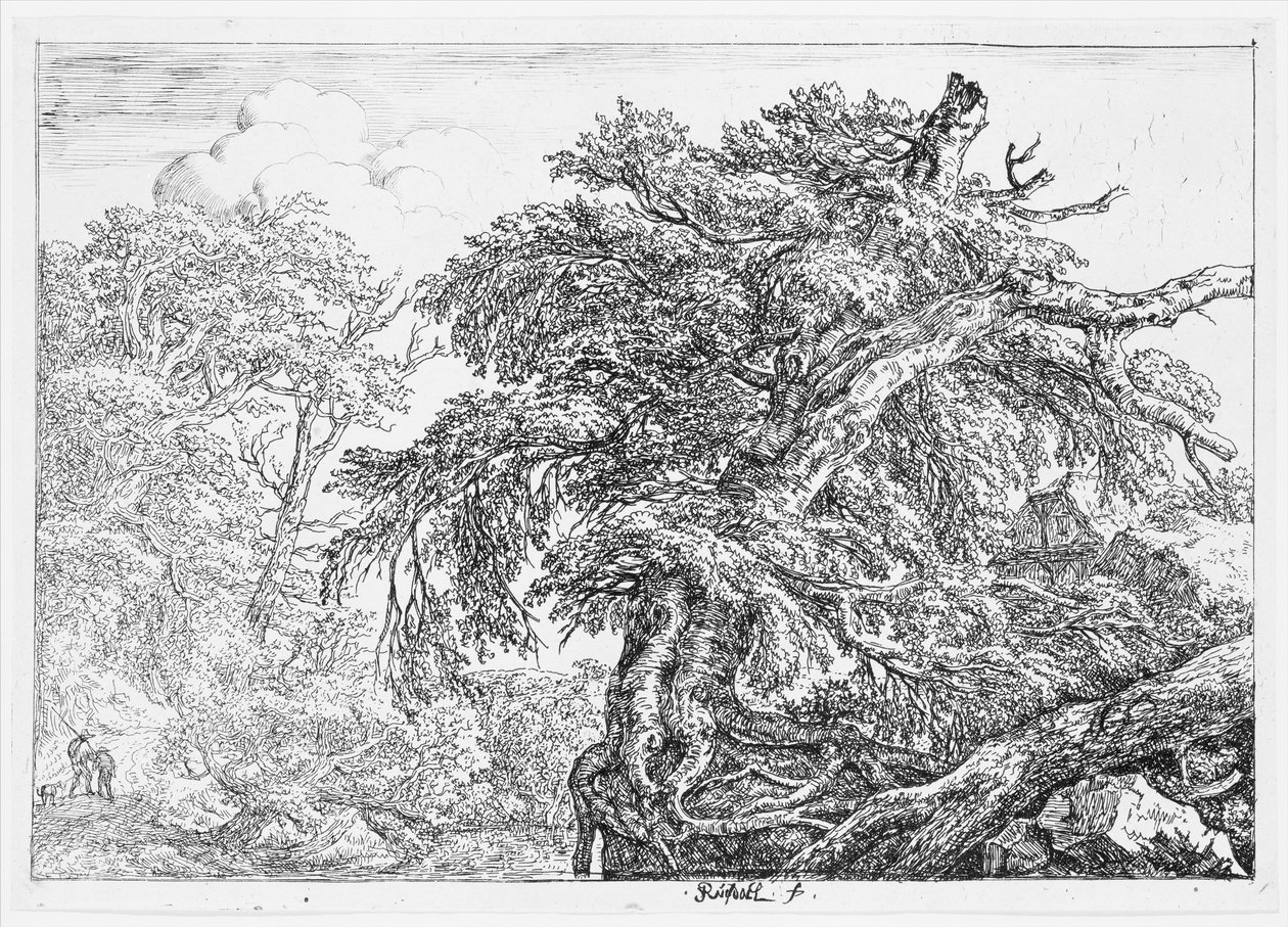 A grande faia de Jacob van Ruisdael