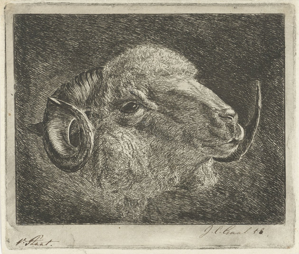 Cabeça de um carneiro com chifres voltados para trás de Jacobus Cornelis Gaal (signed by artist)