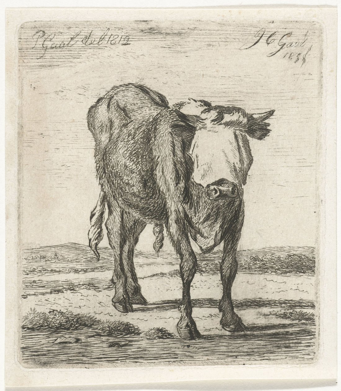 Touro de olhos vendados de Jacobus Cornelis Gaal