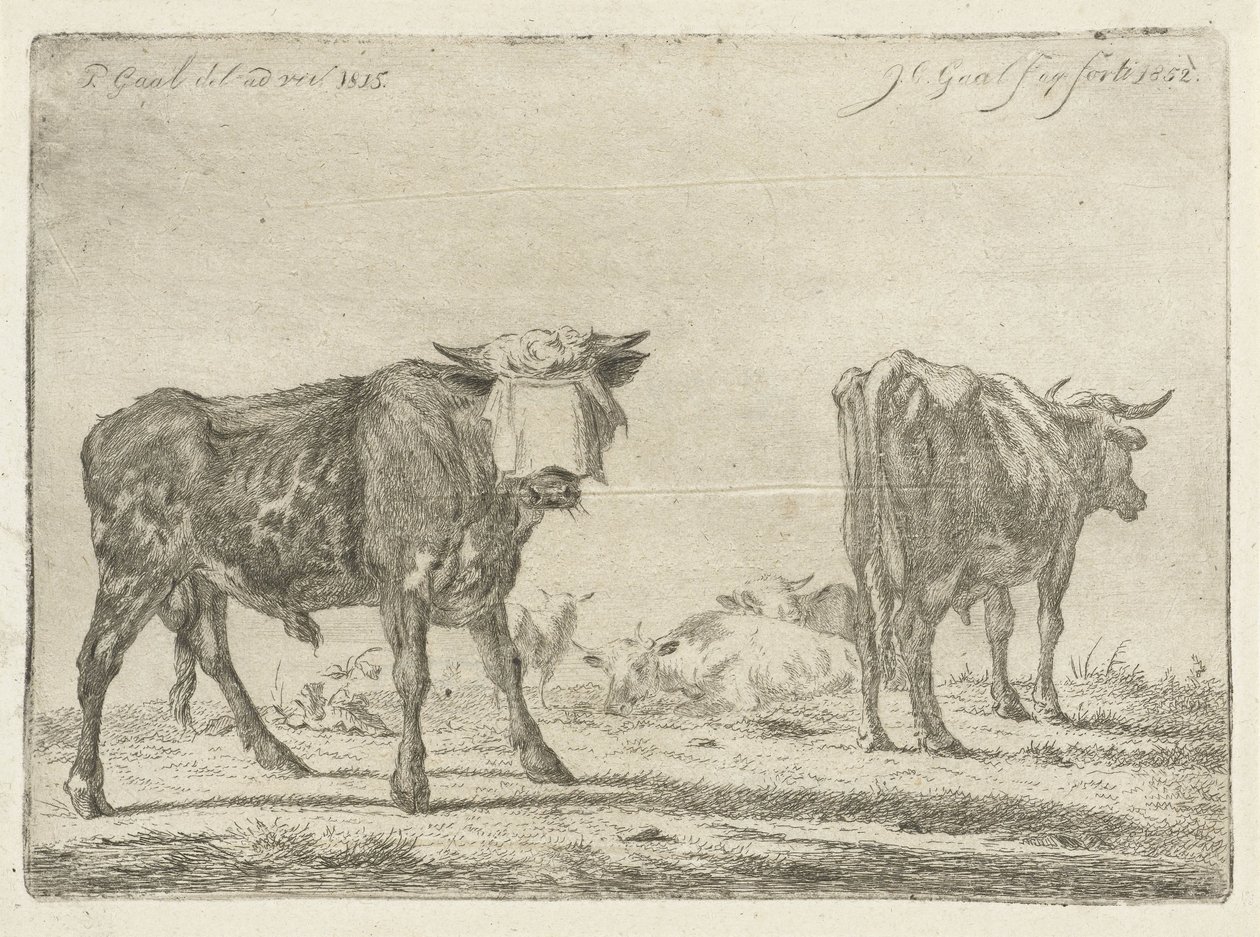 Touro de olhos vendados perto do rebanho de gado de Jacobus Cornelis Gaal