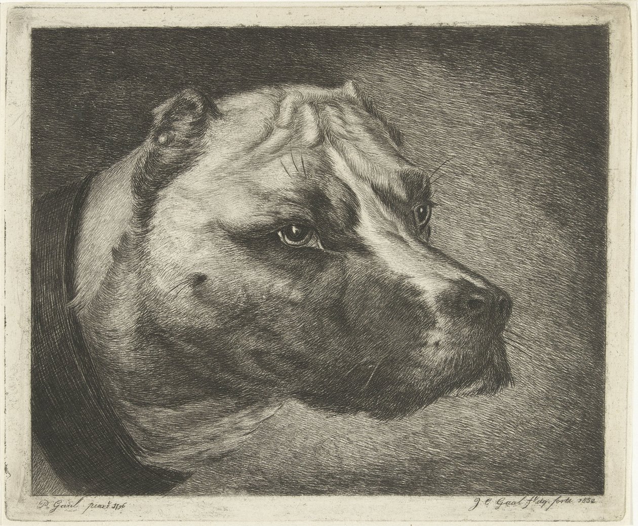 Cabeça de cão com coleira de Jacobus Cornelis Gaal