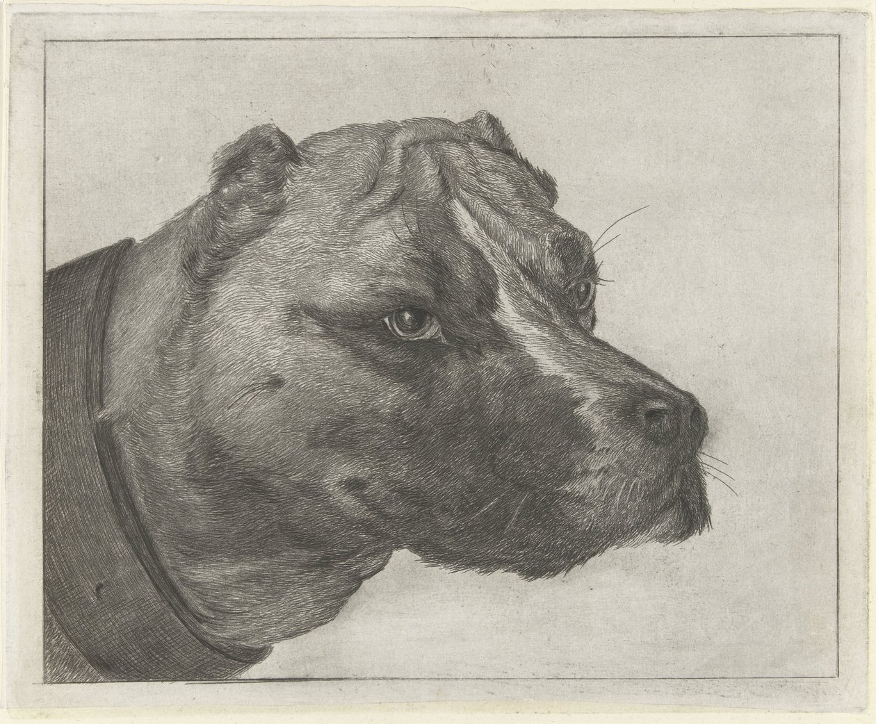 Cabeça de cachorro com coleira de Jacobus Cornelis Gaal
