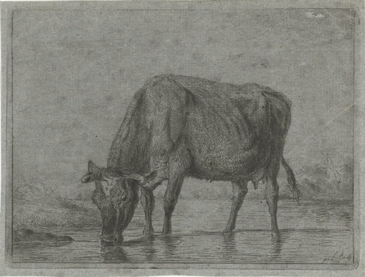 Vaca bebendo de uma poça de Jacobus Cornelis Gaal