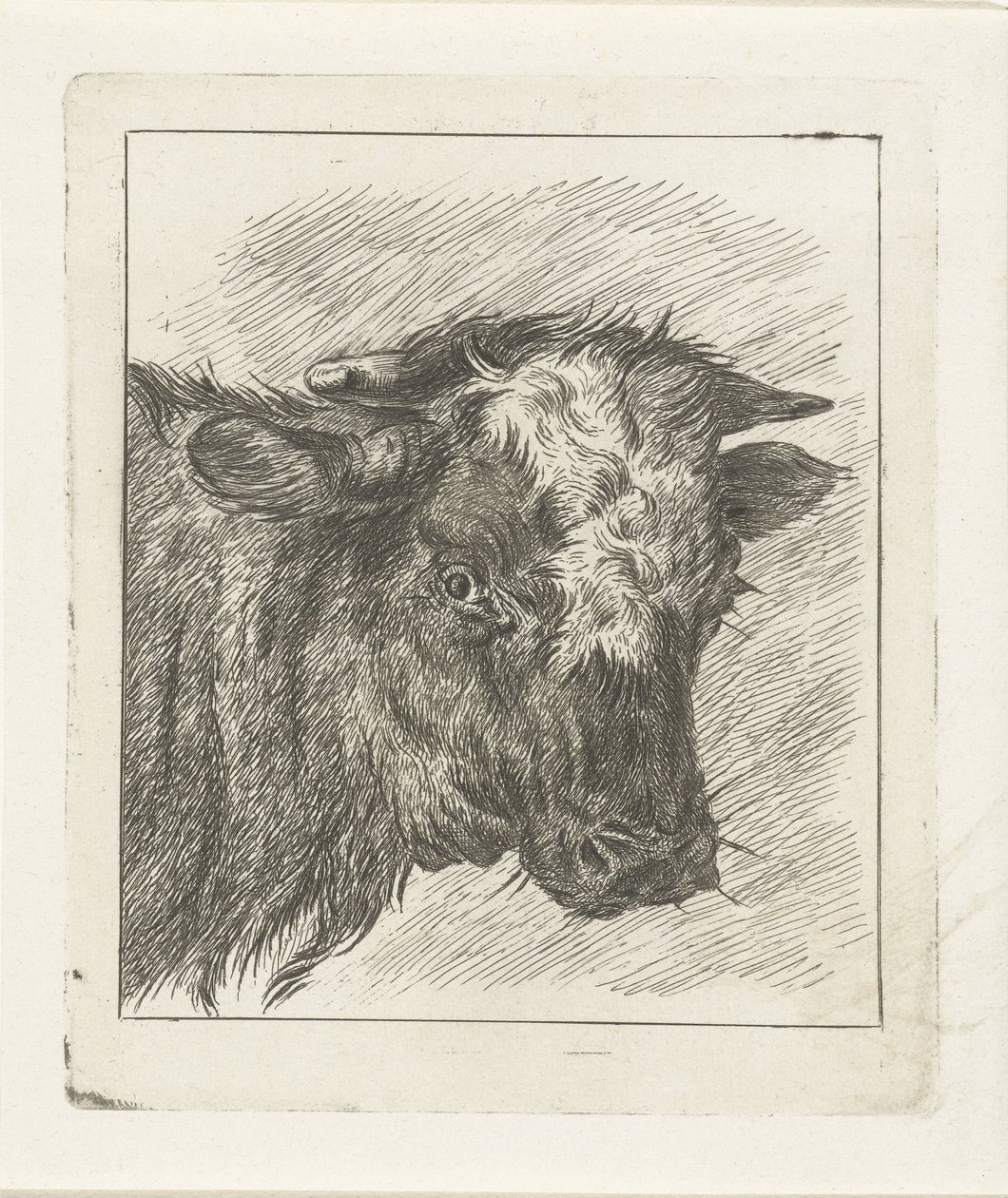 Cabeça de uma vaca com carenagem branca de Jacobus Cornelis Gaal