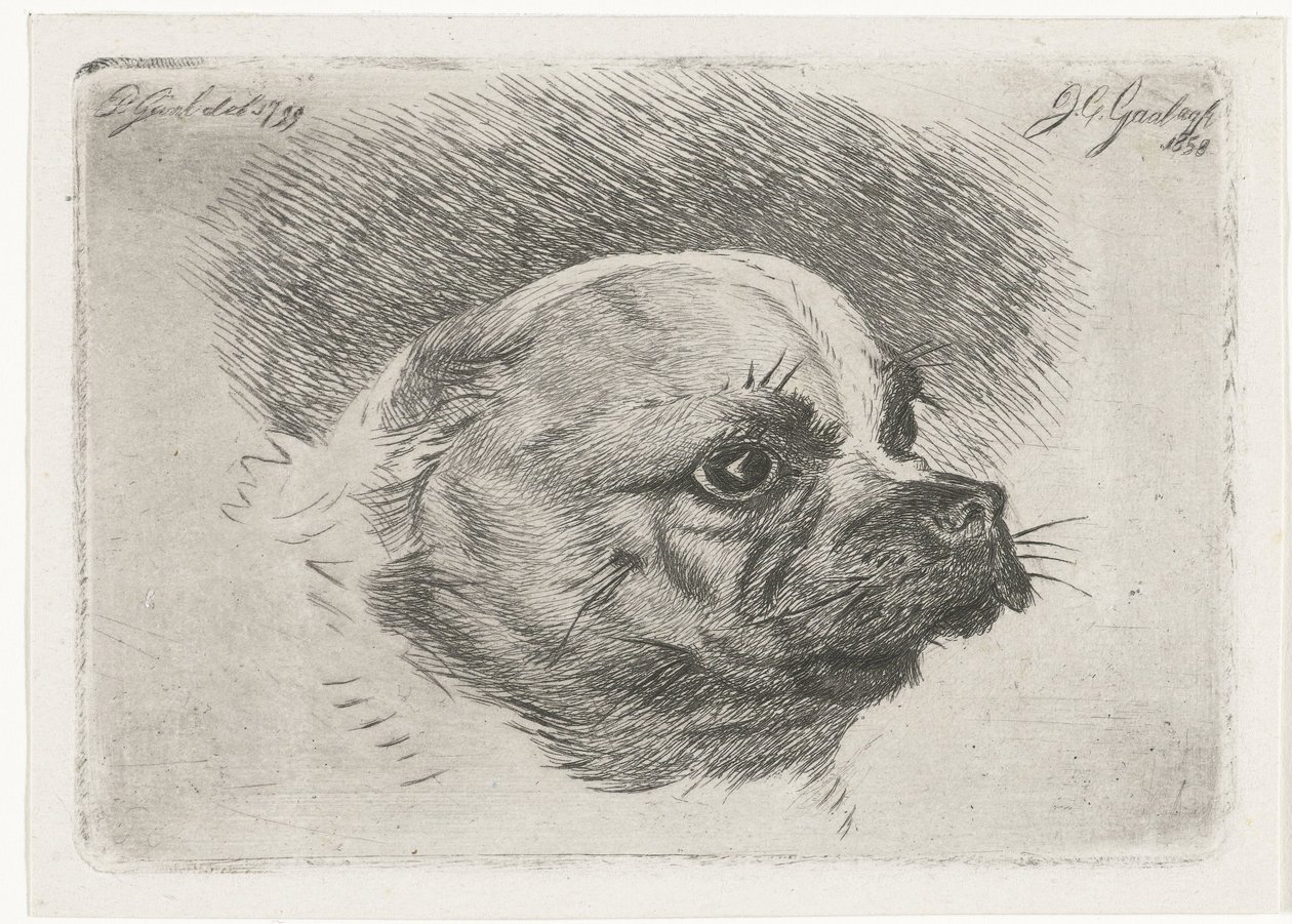 Cabeça de um pug de Jacobus Cornelis Gaal