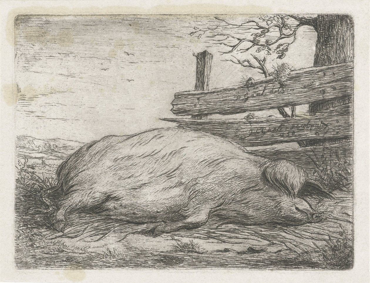 Javali deitado de Jacobus Cornelis Gaal