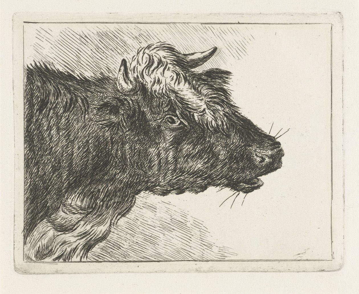 Boi rugindo de Jacobus Cornelis Gaal