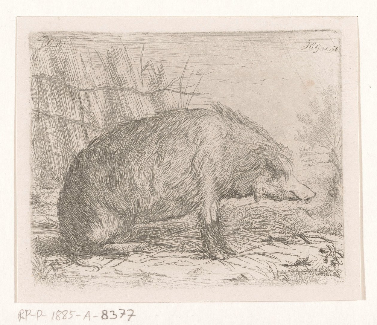 Javali sentado de Jacobus Cornelis Gaal