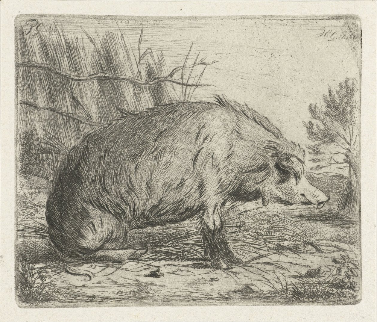 Javali selvagem sentado de Jacobus Cornelis Gaal