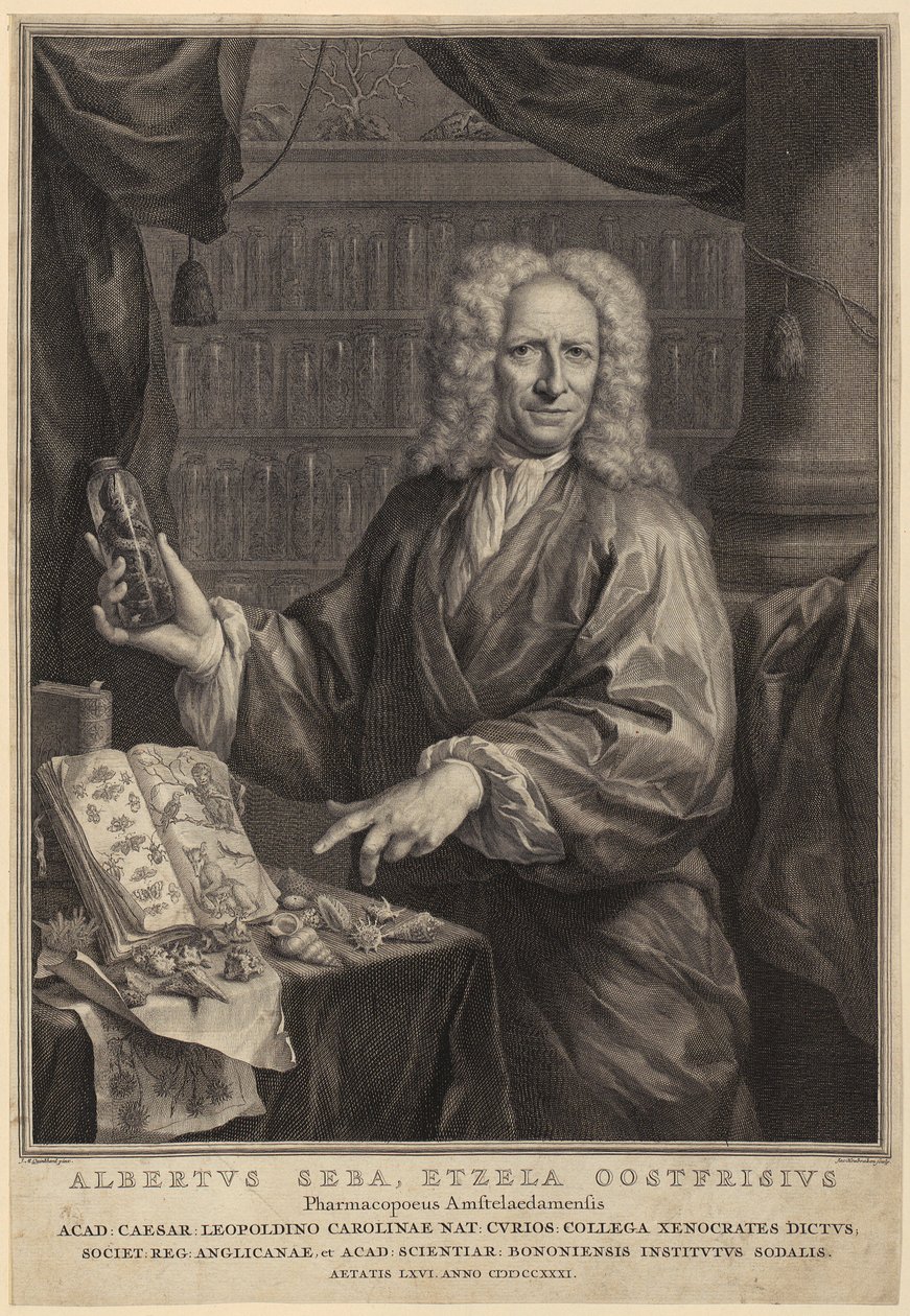 Retrato de Albert Seba, boticário e célebre coleccionador de história natural de Jacobus Houbraken