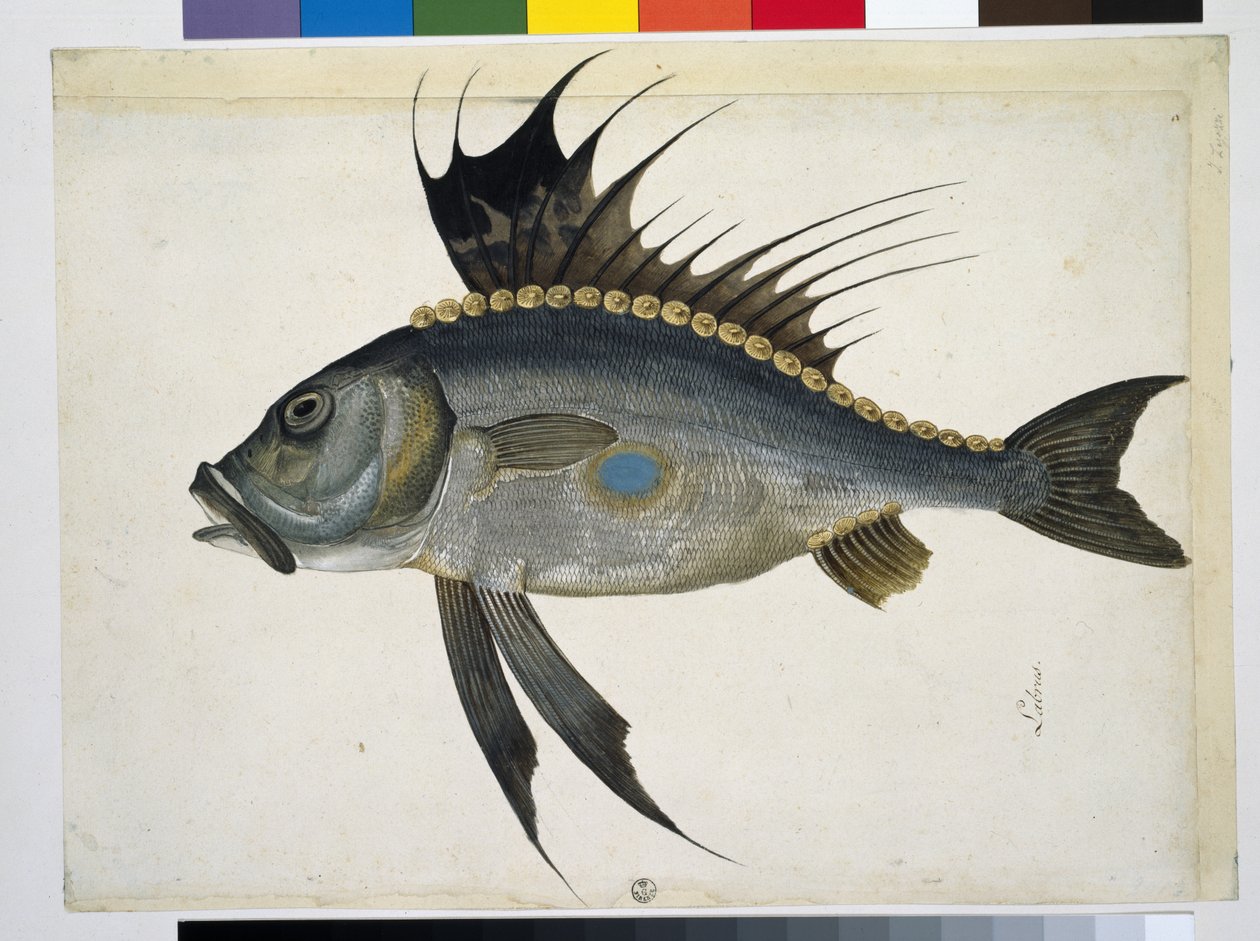 Peixe de Jacopo Ligozzi
