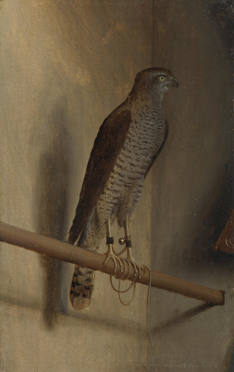 Um Sparrowhawk de Jacopo de Barbari