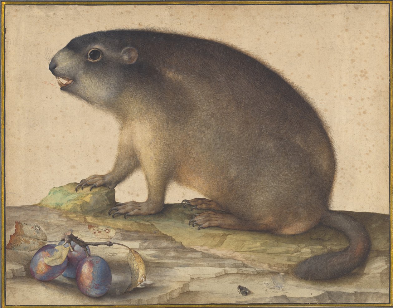 Uma marmota com um ramo de ameixas de Jacopo Ligozzi