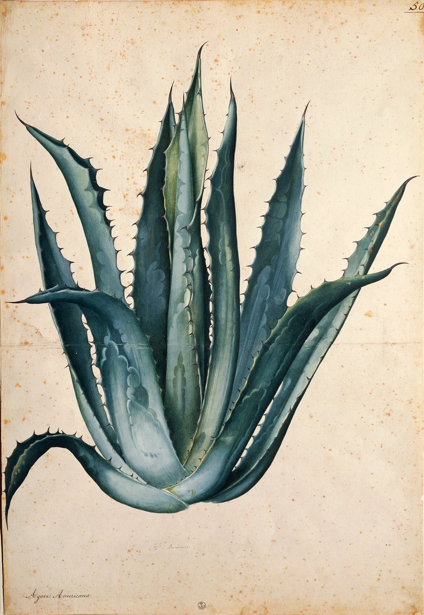 Planta do século (Agave americana) de Jacopo Ligozzi de Jacopo Ligozzi