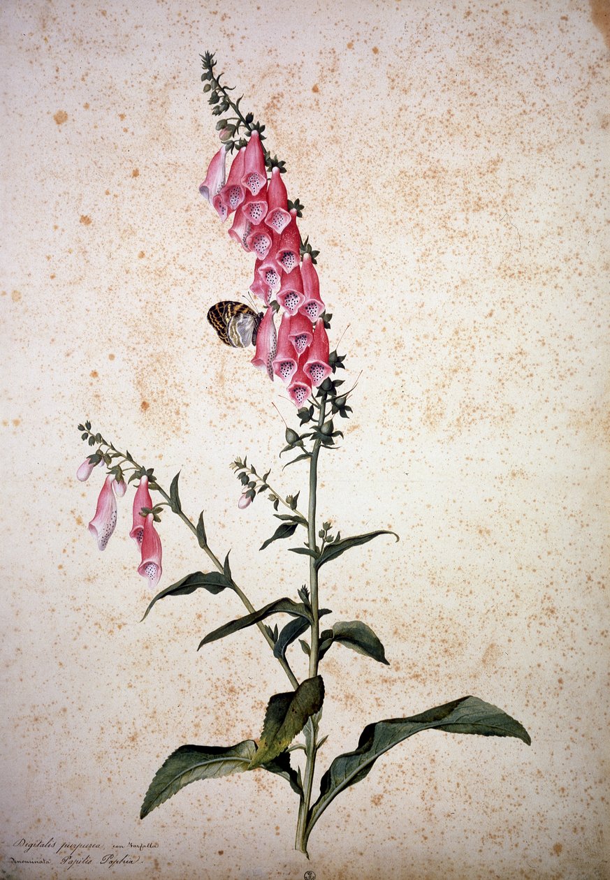Herbário: Digitalis purpurea com Papilio paphia de Jacopo Ligozzi