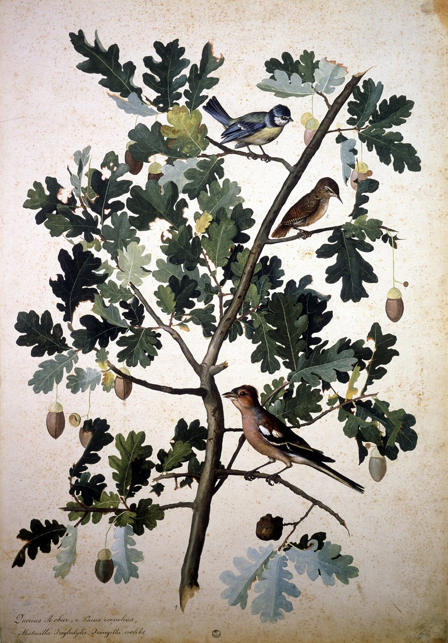 OAK chinês de Jacopo Ligozzi