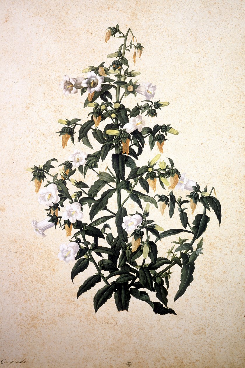 Herbier: Campanula de Jacopo Ligozzi