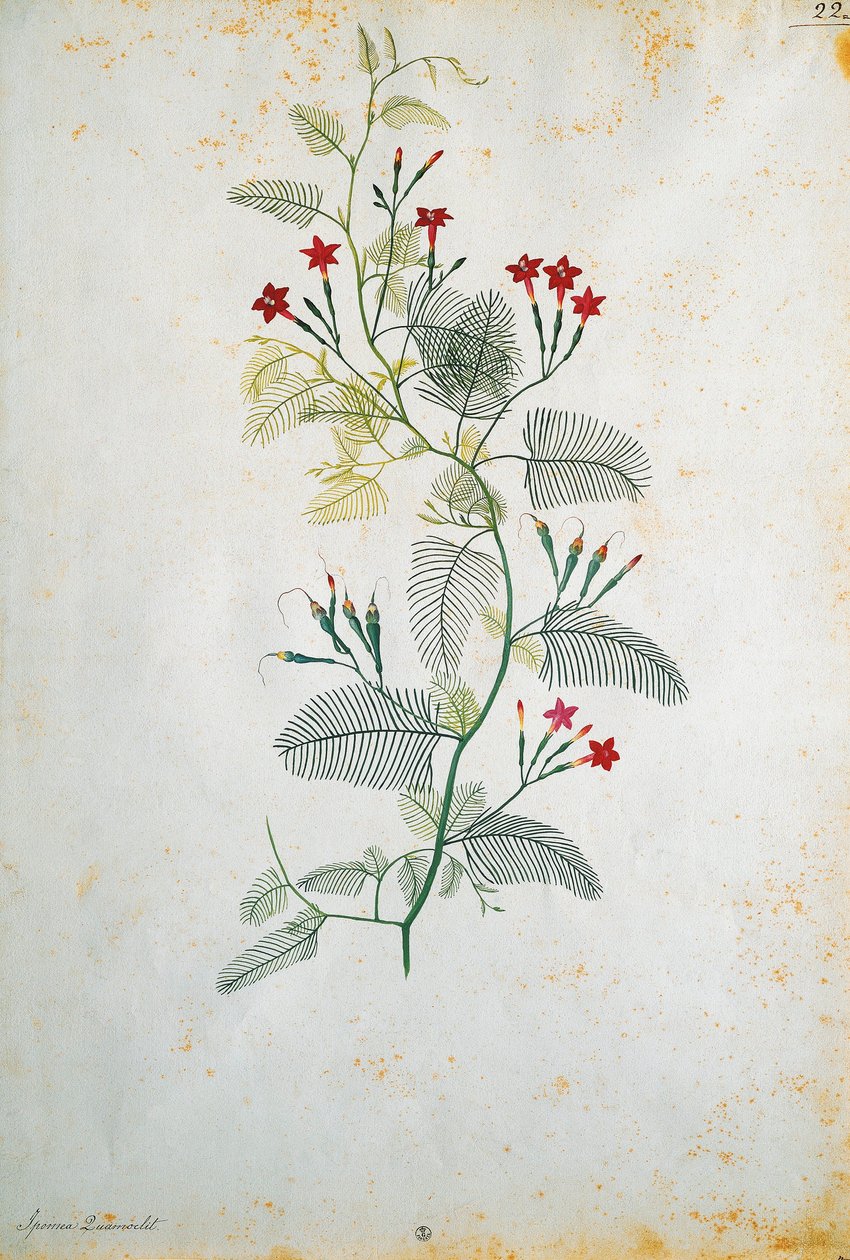Itália, Quamoclit pennata (cipreste), planta mexicana, de Jacopo Ligozzi (1547-1627) de Jacopo Ligozzi