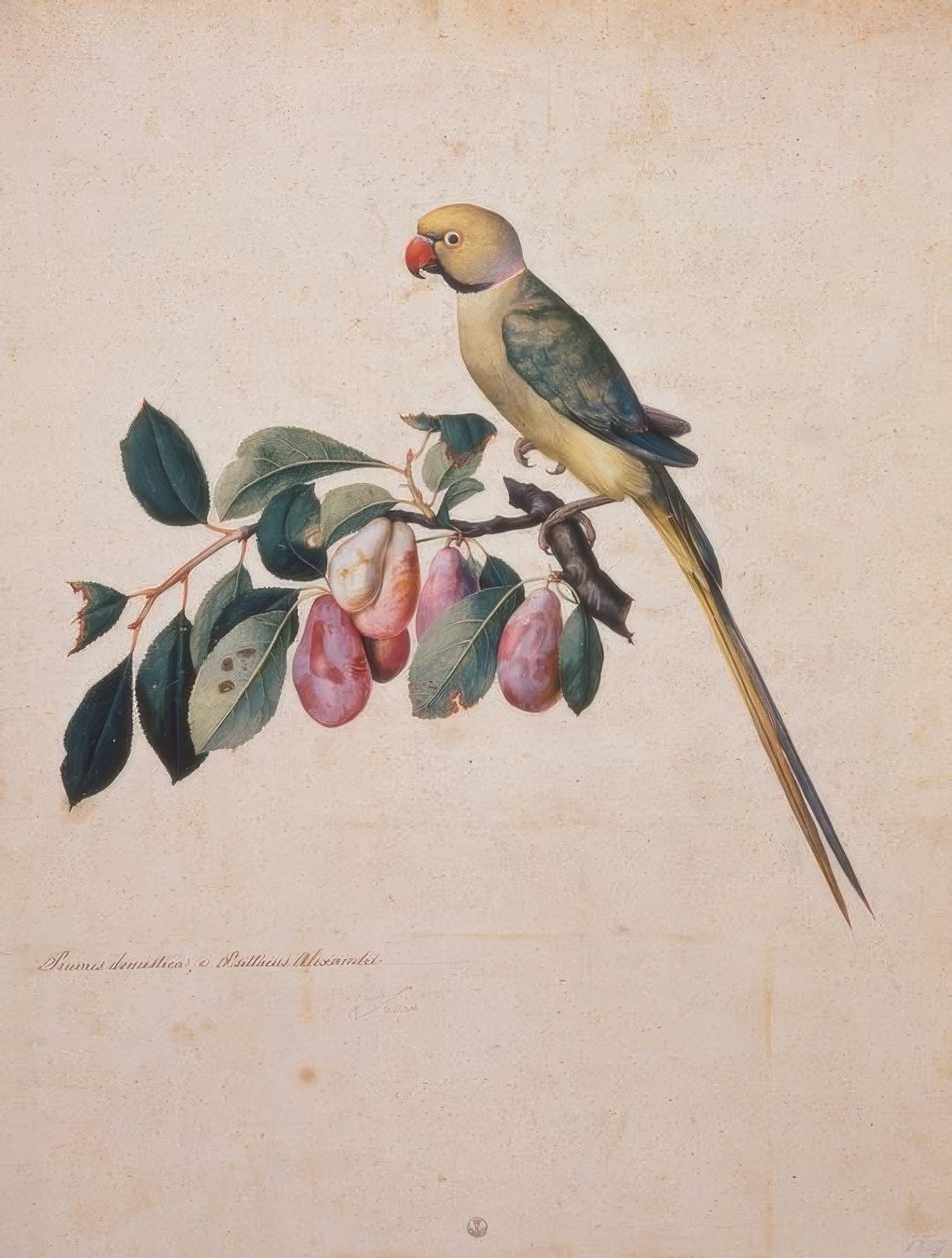 Prunus domestica, de Alexander o papagaio fora do de Jacopo Ligozzi