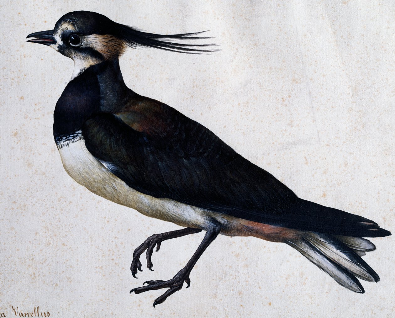 Tringa vanellus (Lapwing) por Jacopo Ligozzi (1547-1627) de Jacopo Ligozzi