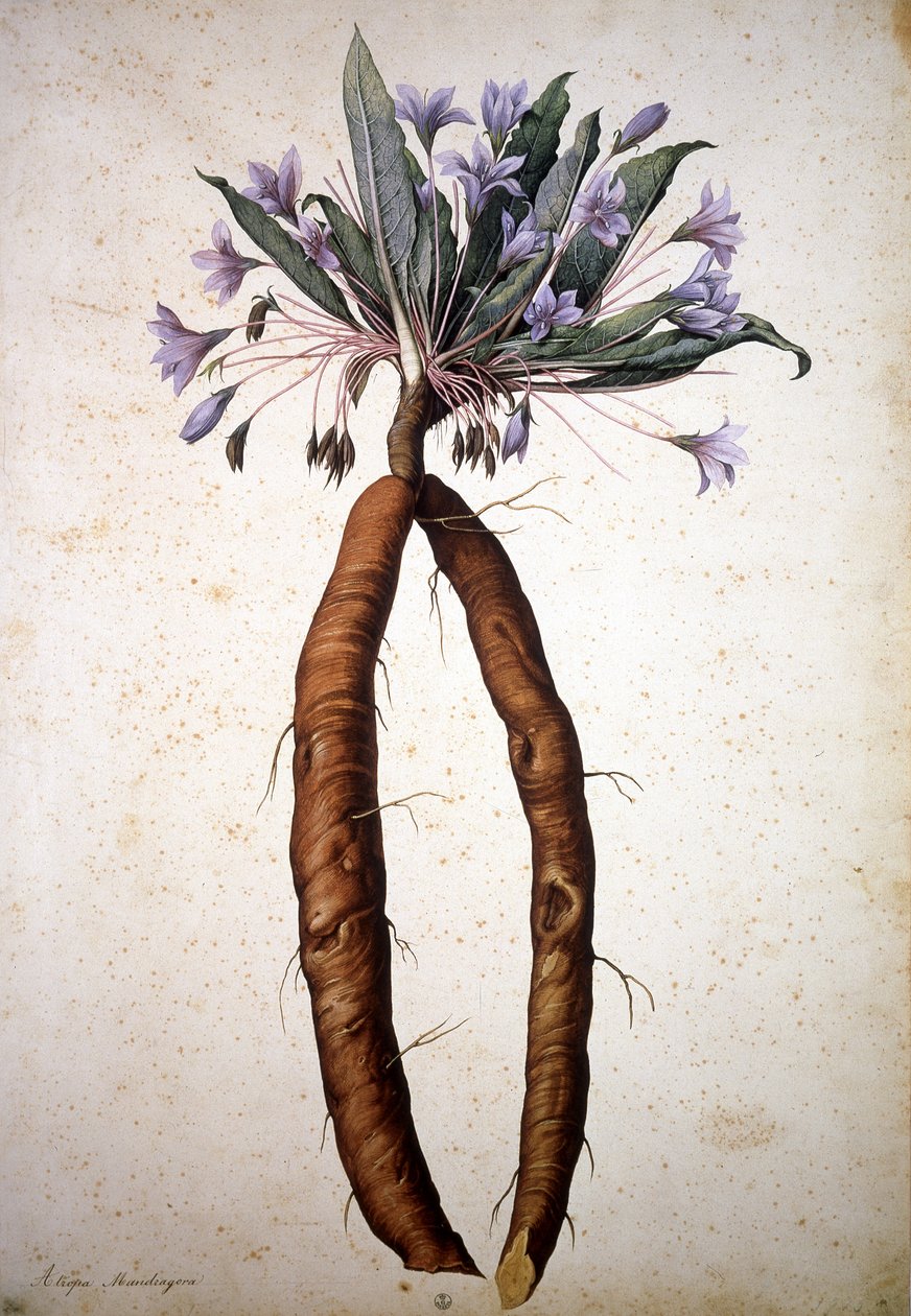 Imagem desconhecida de Jacopo Ligozzi