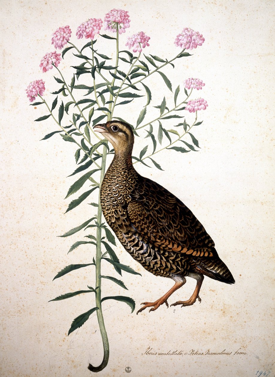 Imagem desconhecida de Jacopo Ligozzi