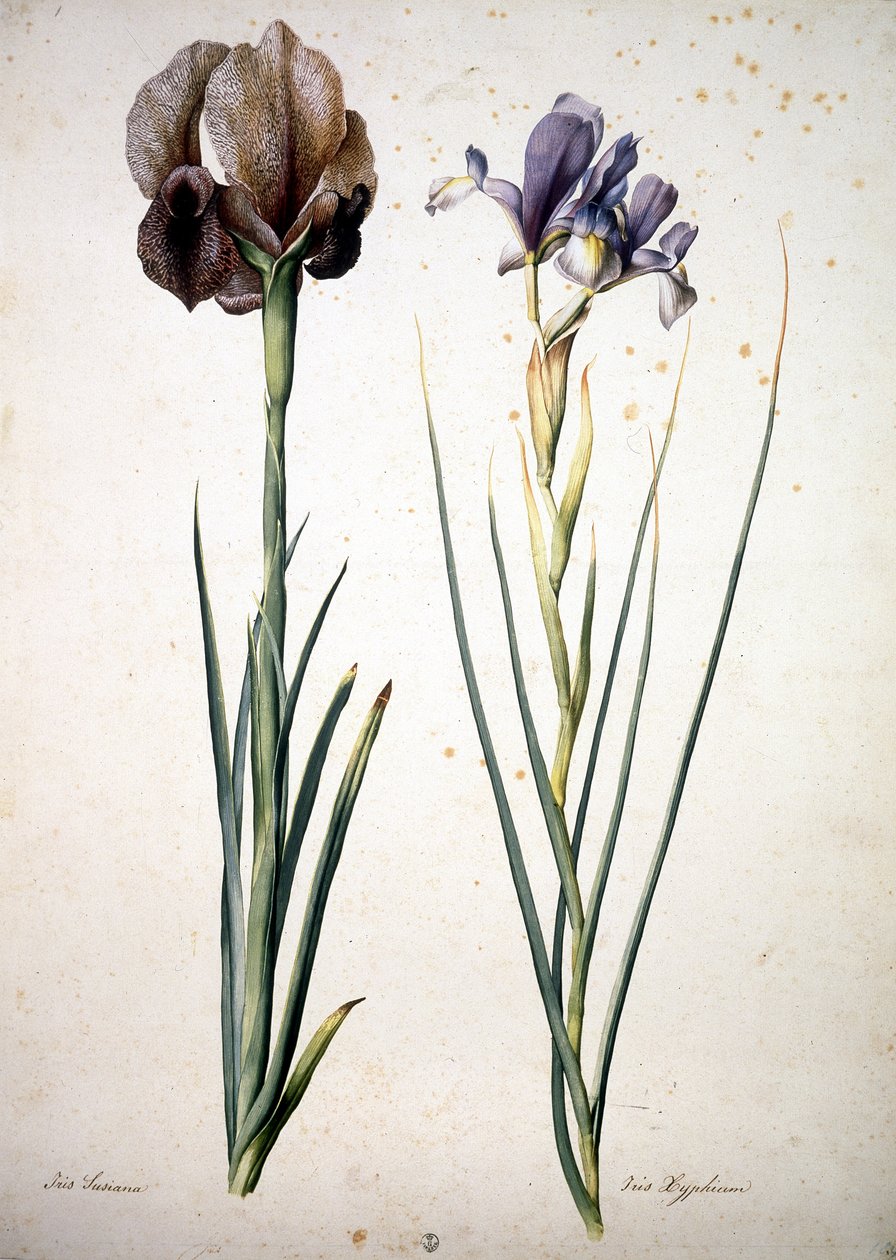 Imagem desconhecida de Jacopo Ligozzi