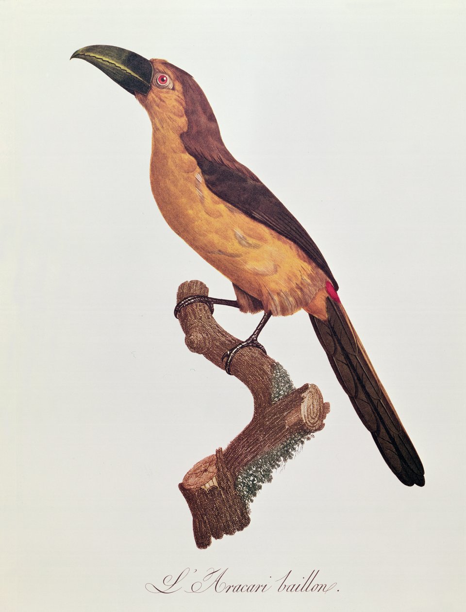 Aracari de Baillon, gravado por Jacques Louis Peree (n.1769) (gravura a cores) de Jacques Barraband