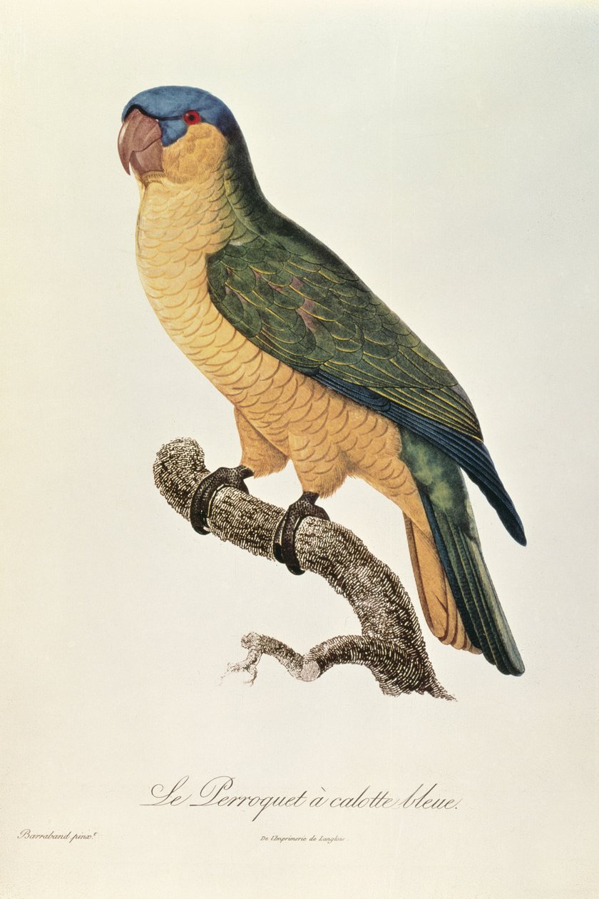Papagaio-de-cabeça-azul por Jacques Barraband (1767-1809) de Jacques Barraband