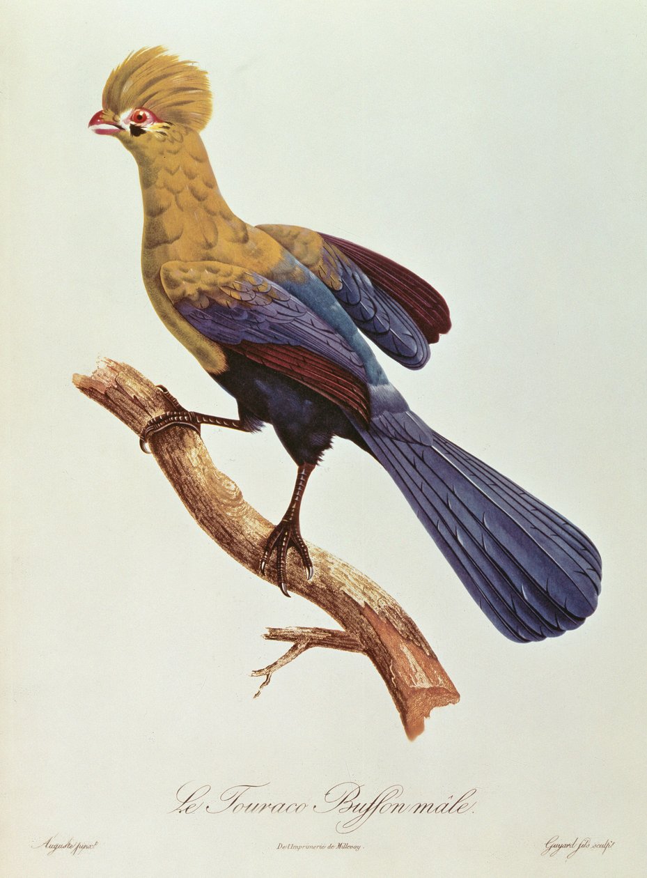Touraco de Buffon de Jacques Barraband
