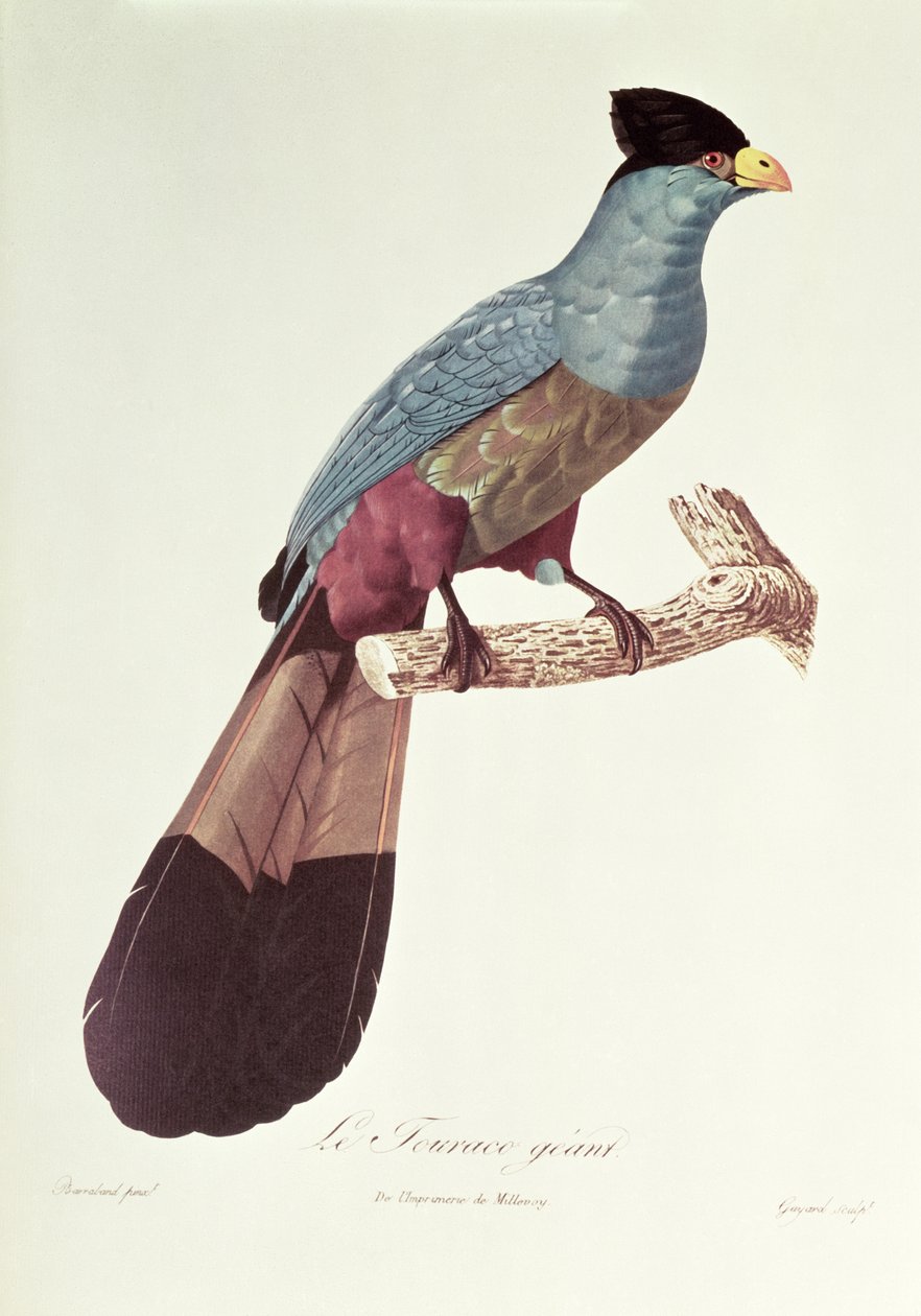 Grande touraco de Jacques Barraband