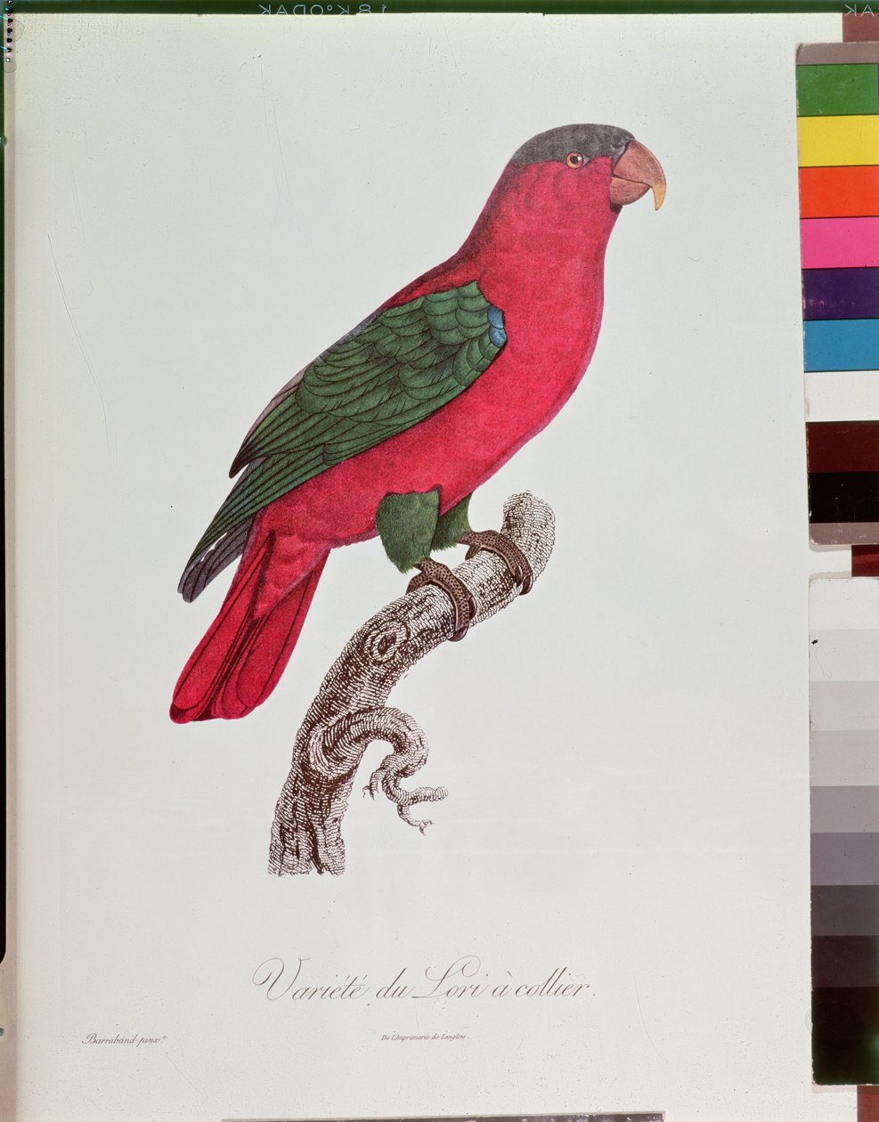 Papagaio: Lory ou colarinho de Jacques Barraband