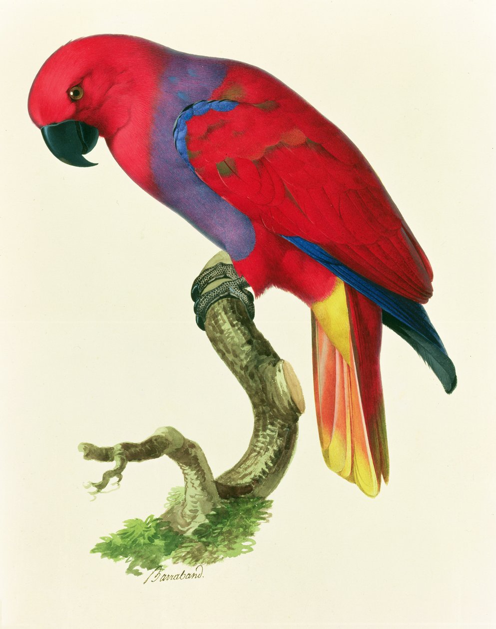 Papagaio vermelho de Jacques Barraband