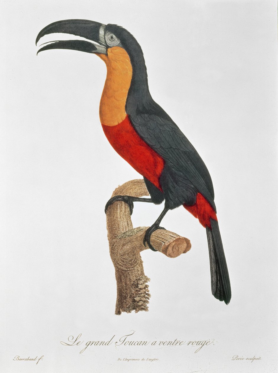 Tucano: Grande Vermelho-Inchado por Jacques Barraband de Jacques Barraband