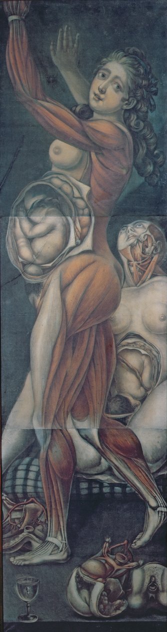 Estudo anatômico de duas gestantes (mezzotint) de Jacques Fabien Gautier d